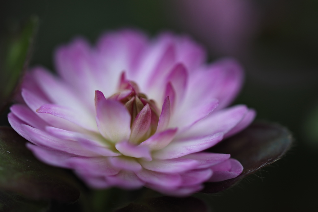 早春の花…雪割草 ⑻