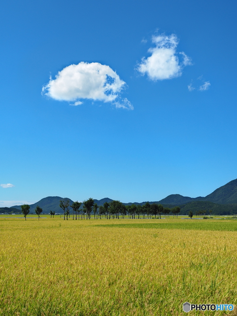 稲架木のある風景 2023-4