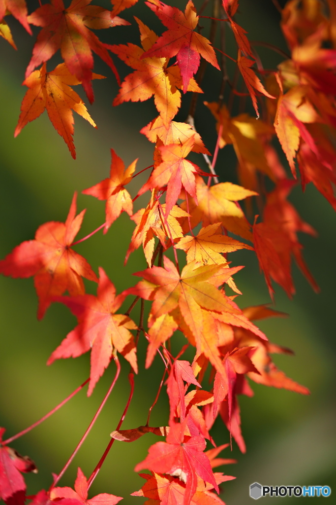 紅葉 ⑥