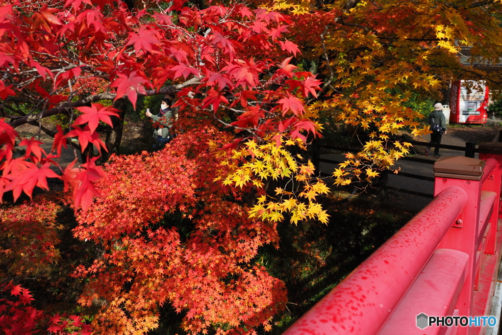 紅に交じる黄葉もみじ   