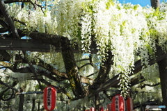 提灯下がる藤棚