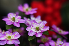 早春の花…雪割草 ⑦