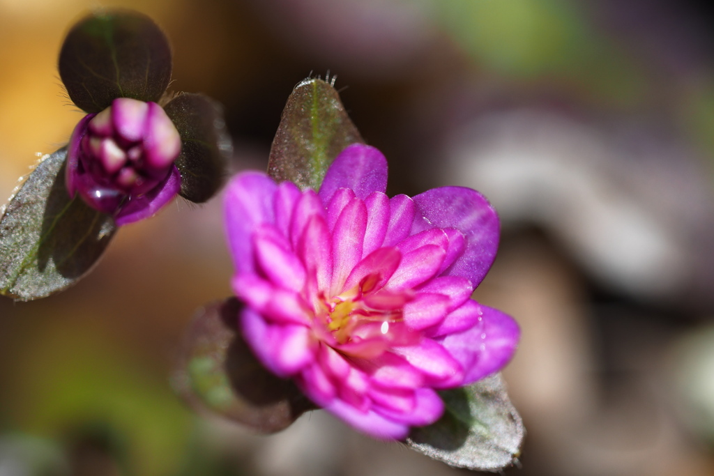 早春の花…雪割草 ②  