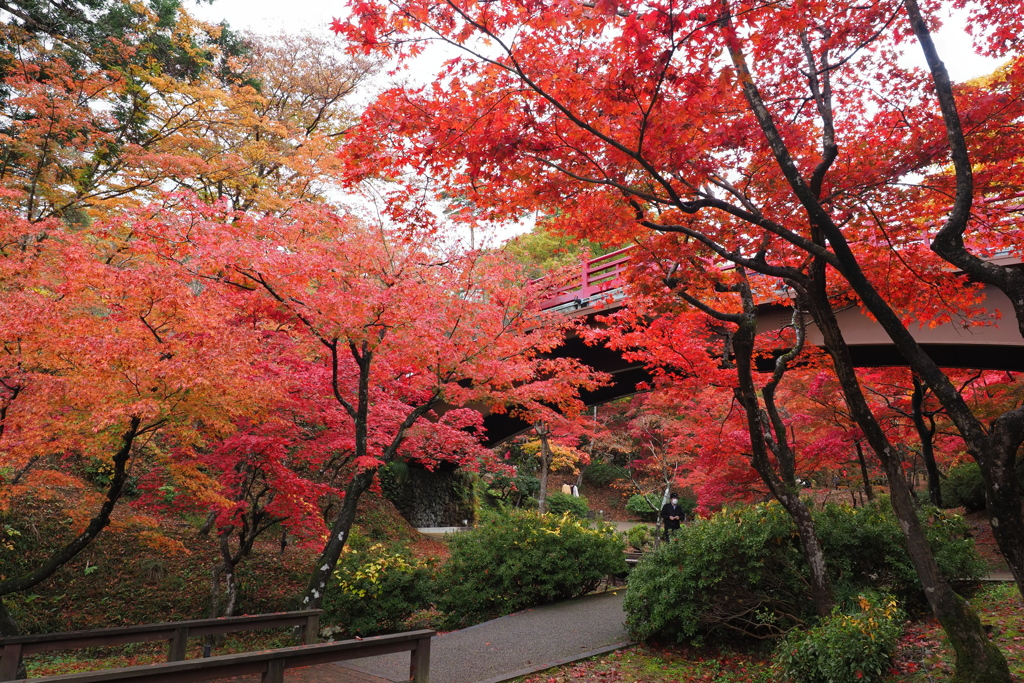 弥彦もみじ谷の紅葉  