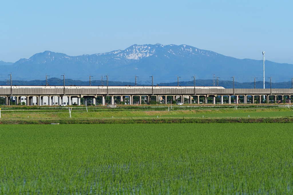 田んぼも”衣替え”