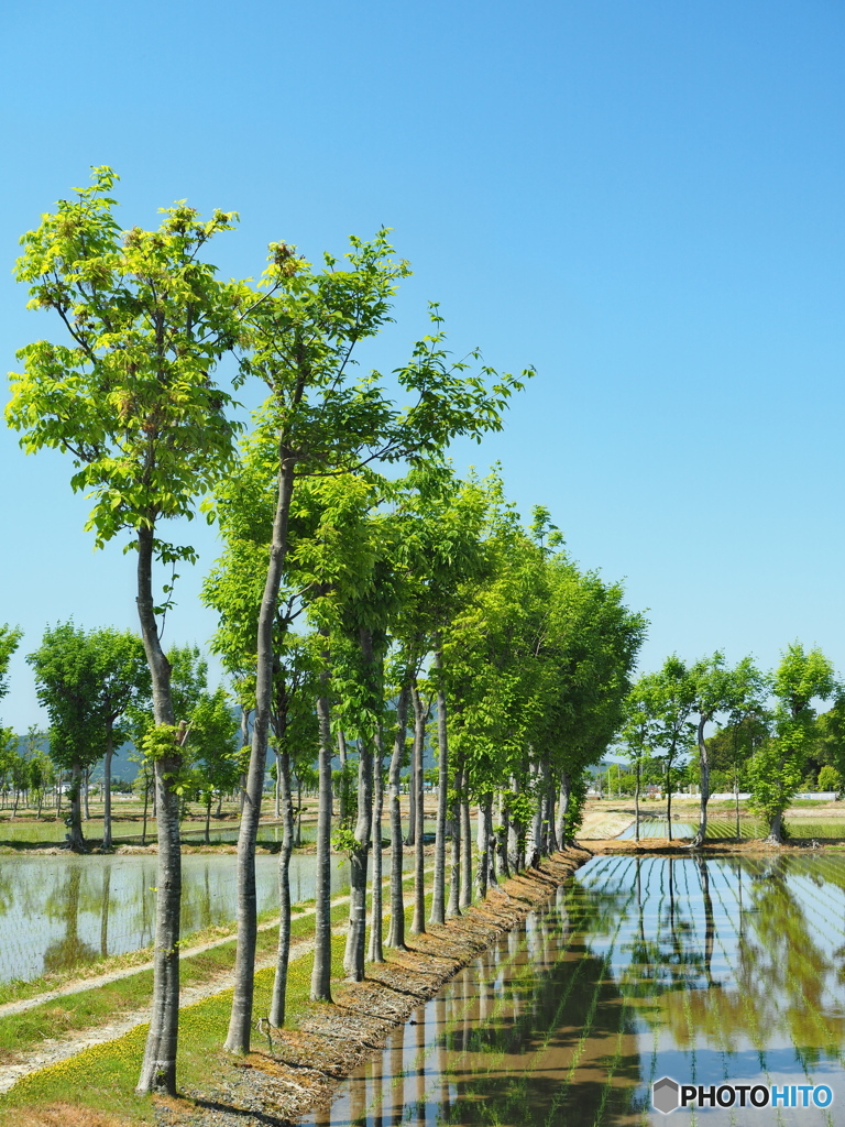 稲架木のある風景・新緑