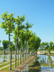 稲架木のある風景・新緑