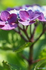 紫陽花を楽しむ ②