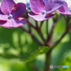 紫陽花を楽しむ ②