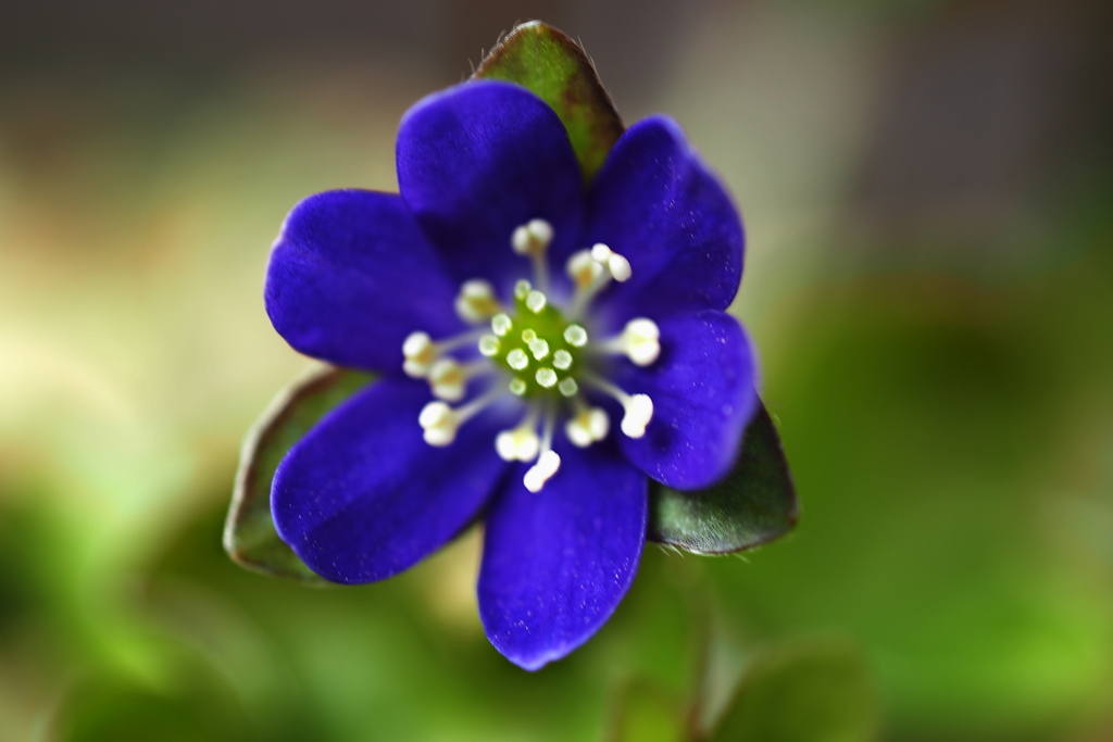 早春の花…雪割草 ③  