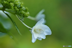 紫陽花を楽しむ ⑭