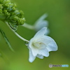 紫陽花を楽しむ ⑭