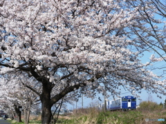 満開の桜の下を行く ”キハ40”