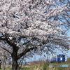 満開の桜の下を行く ”キハ40”