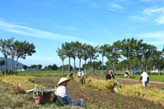 稲架掛け米の稲刈り