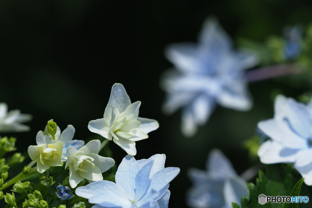 紫陽花を楽しむ ⑤