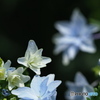 紫陽花を楽しむ ⑤