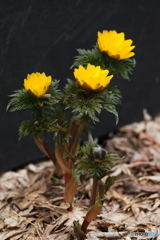 落ち葉を押し分け春を呼ぶ！