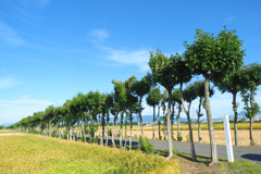 稲架木のある風景 -長月の5-