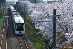 ようこそ 桜咲く新潟へ！