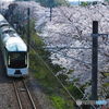 ようこそ 桜咲く新潟へ！