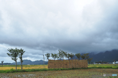 稲架木のある風景…雨の切れ間