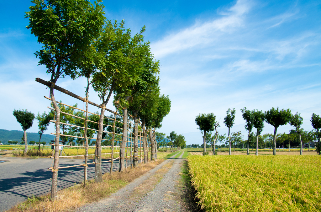 稲架木のある風景 -長月の1-