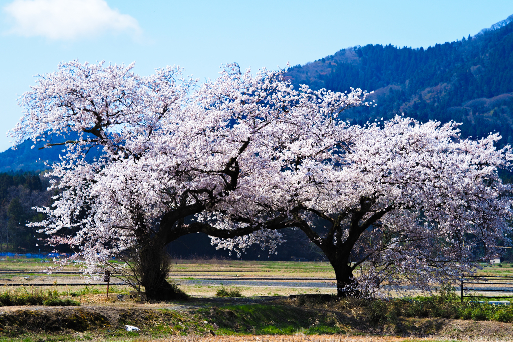 布目夫婦桜