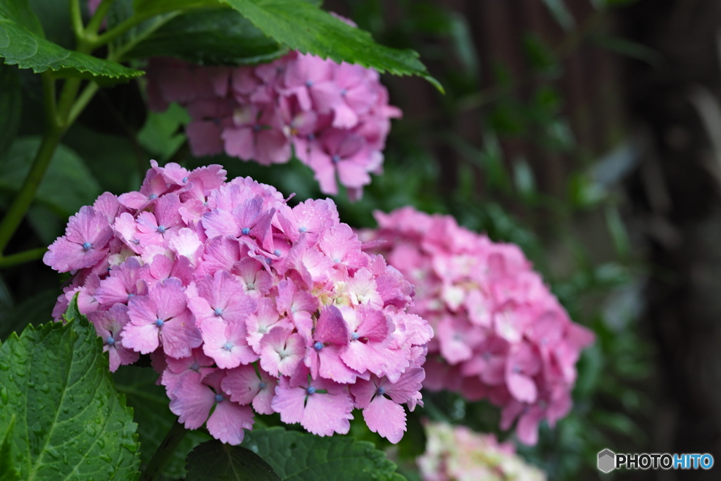 紫陽花を楽しむ ⑮