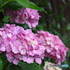 紫陽花を楽しむ ⑮