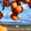 来た・見た・撮れた！…新幹線のすれ違い