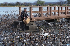 白鳥おじさん