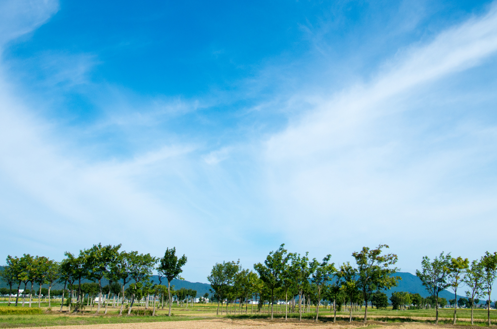 稲架木のある風景 ‐長月の4-