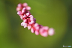 野に咲く 野に咲く