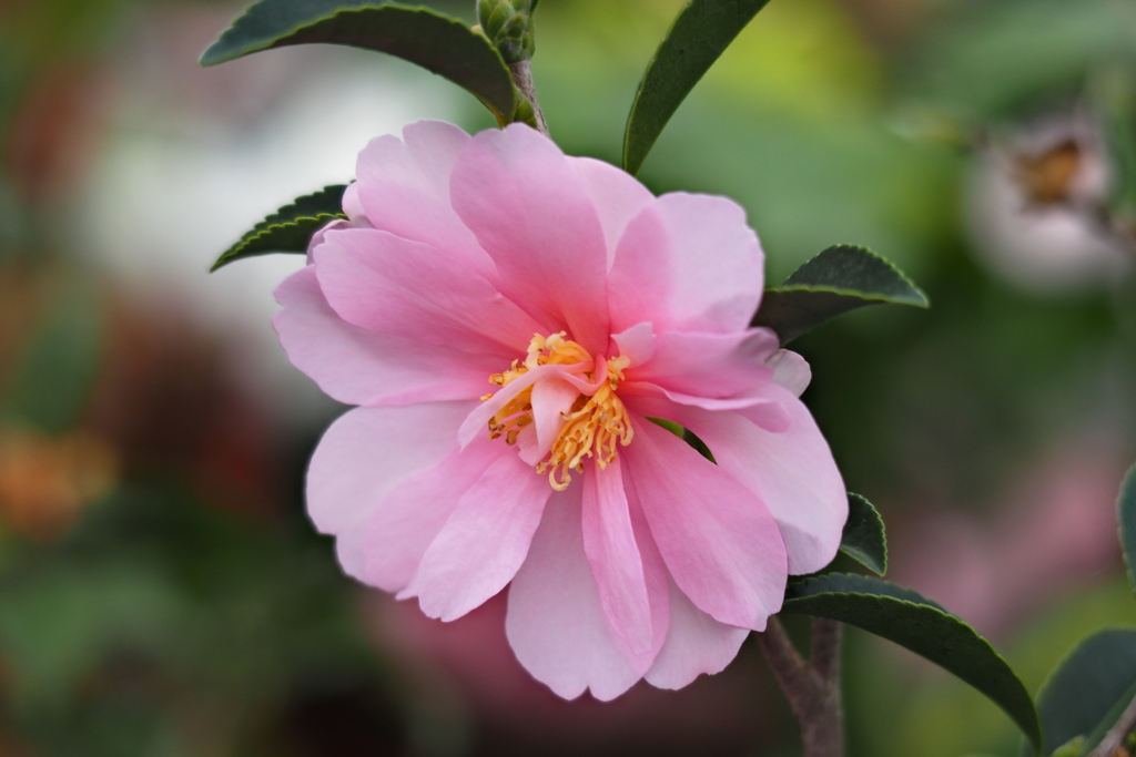 冬の花…8