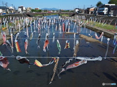 加茂川の鯉のぼり