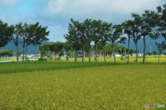 稲架木のある風景…令和の米騒動解消へ
