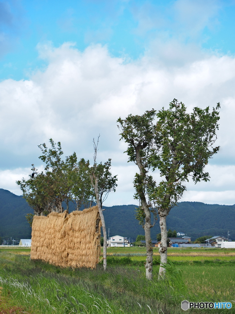 稲架木のある風景…稲架場