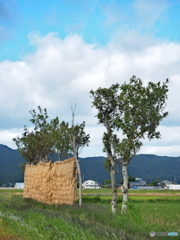 稲架木のある風景…稲架場