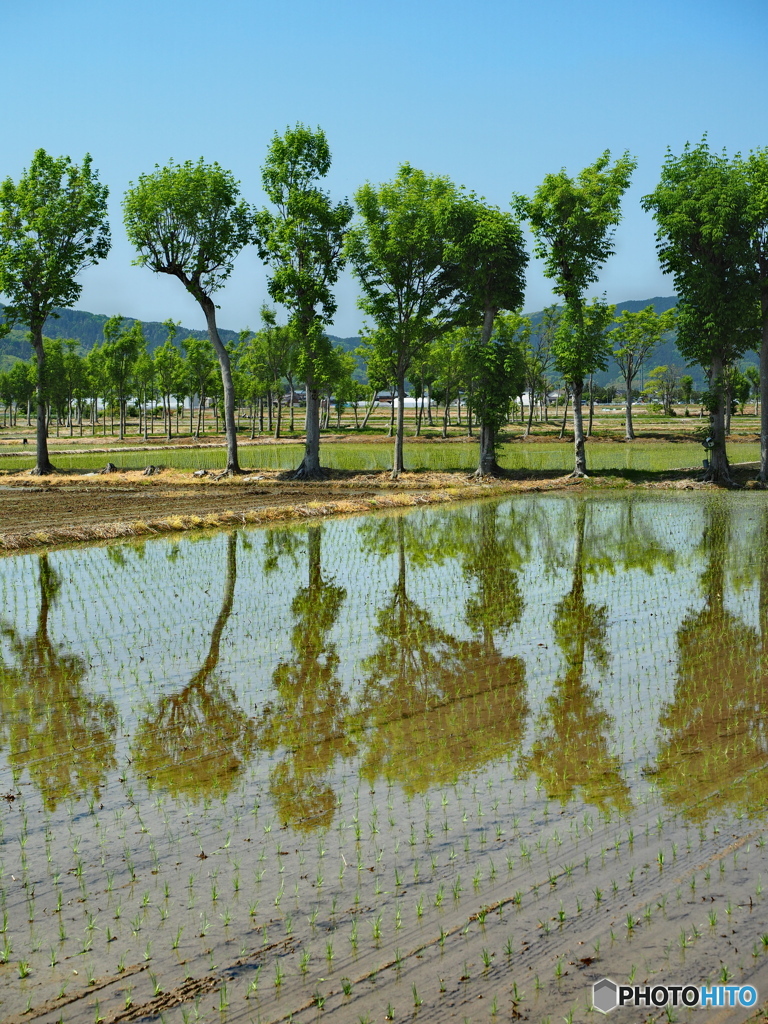 稲架木のある風景・田んぼに影映す