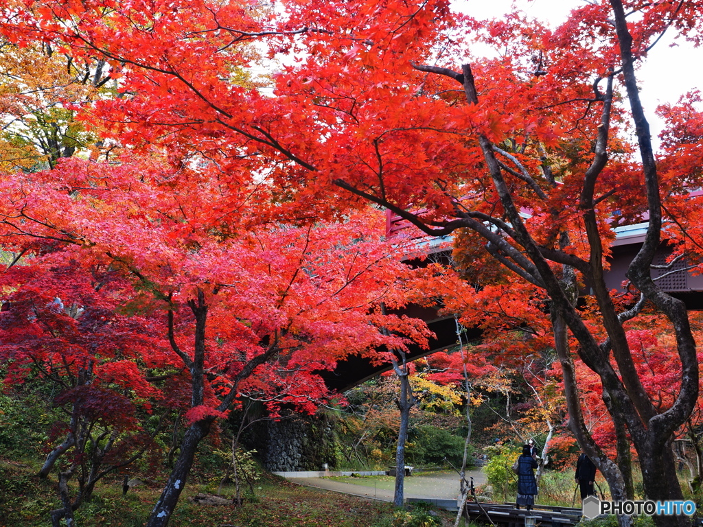 紅葉 ⑮