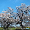 布目夫婦桜