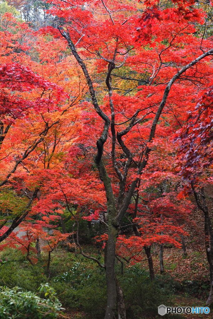 紅葉 ⑪