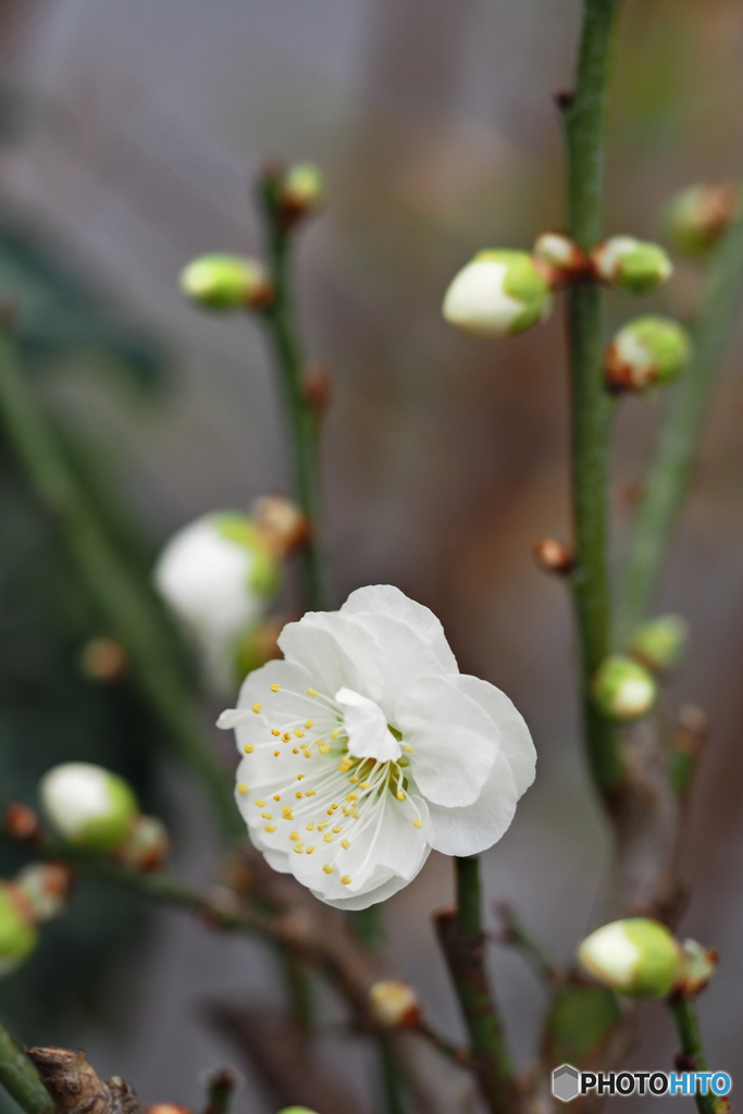 冬の花…10