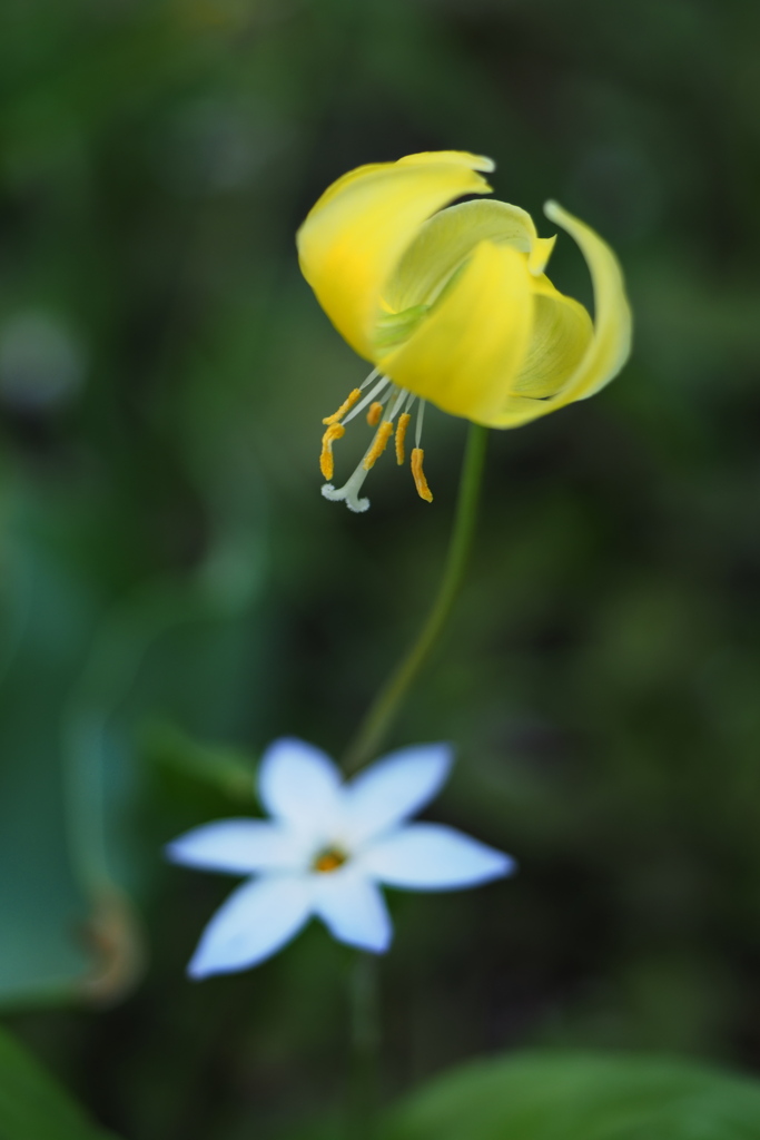 黄花カタクリと…