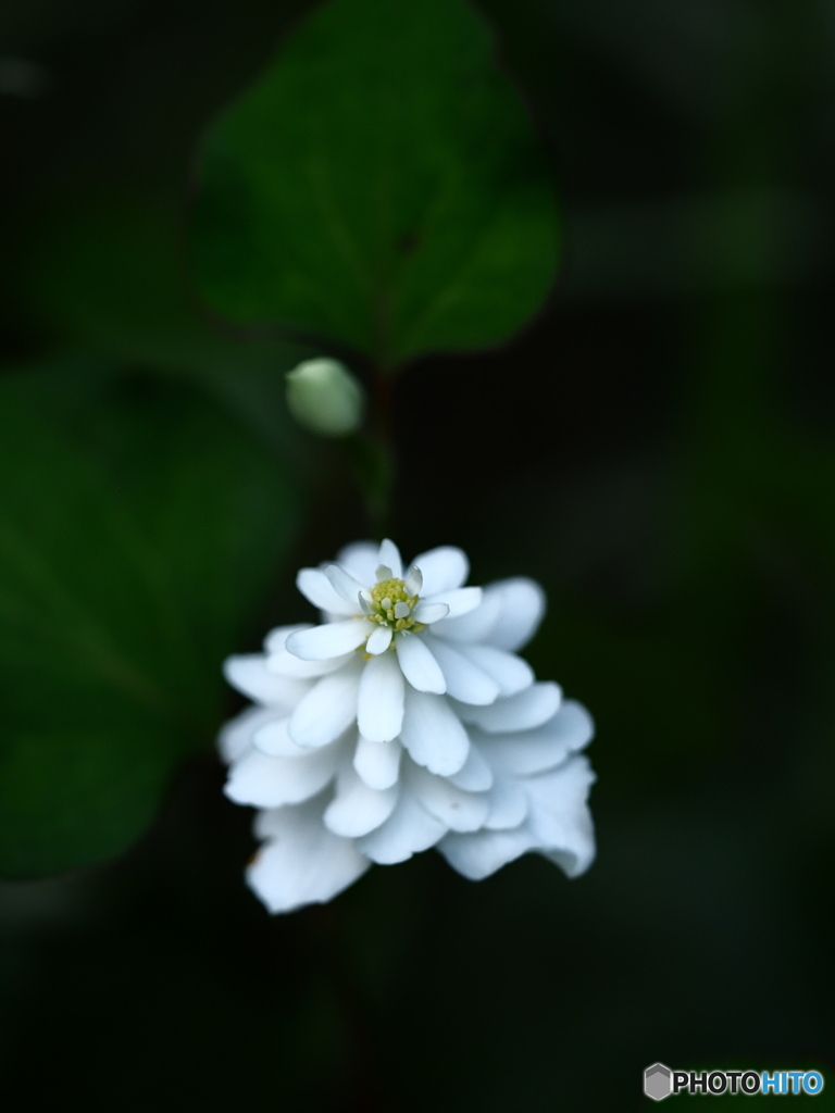 八重咲どくだみ