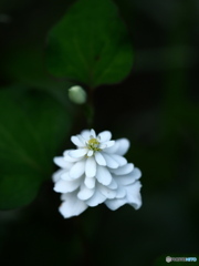 八重咲どくだみ