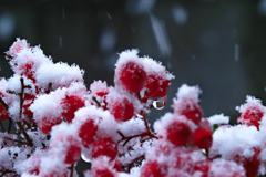 降り出した雪