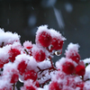 降り出した雪