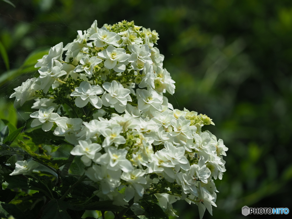 紫陽花を楽しむ ⑰